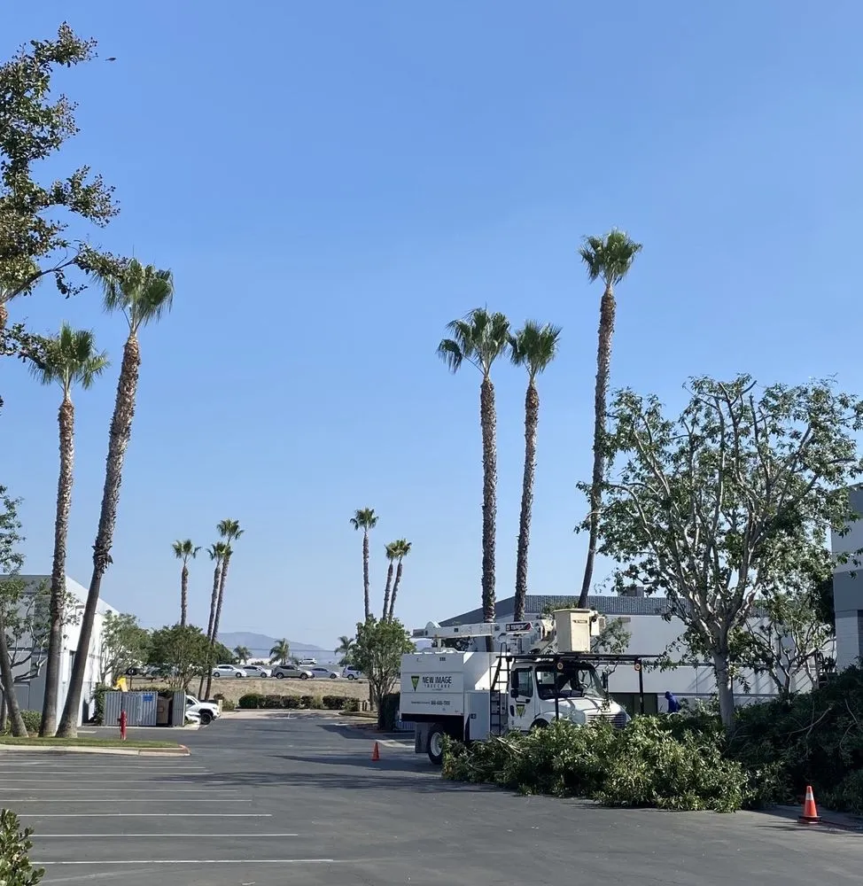 Affordable landscaping services in Corona, CA - New Image Tree Care