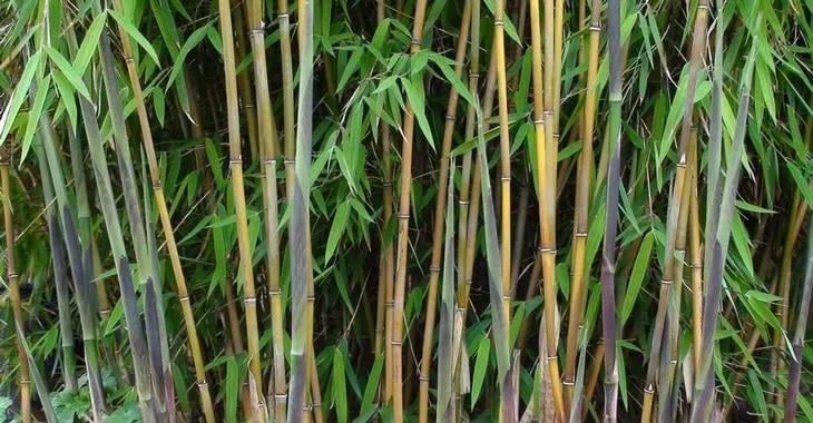 Trusted garden landscaping experts serving Chester, NJ - New Jersey Bamboo Landscaping