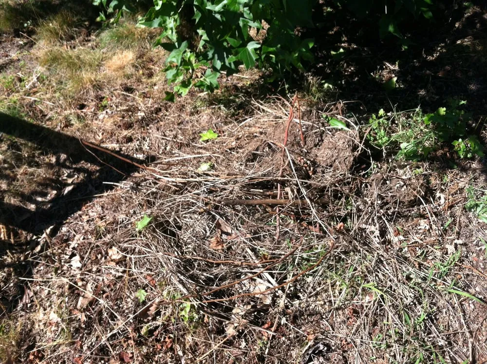 Affordable landscaping services near you in Lakewood, NJ by New Jersey Best Lawns, Sprinklers & Fencing