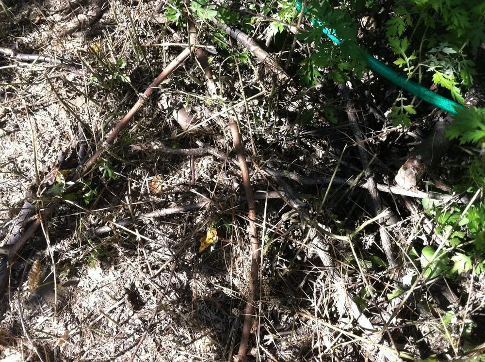 Expert landscaping services for beautiful yards in Lakewood, NJ by New Jersey Best Lawns, Sprinklers & Fencing