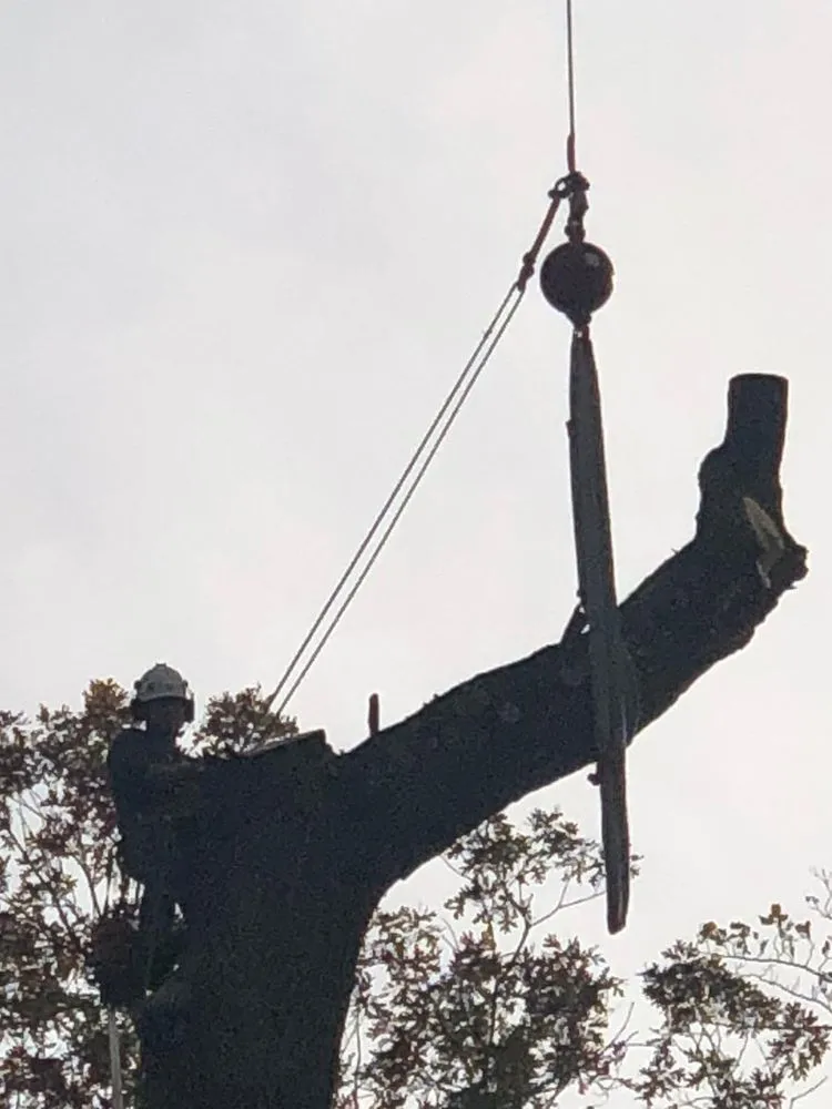 Expert landscape design in Bound Brook, NJ by New Jersey Tree Expert