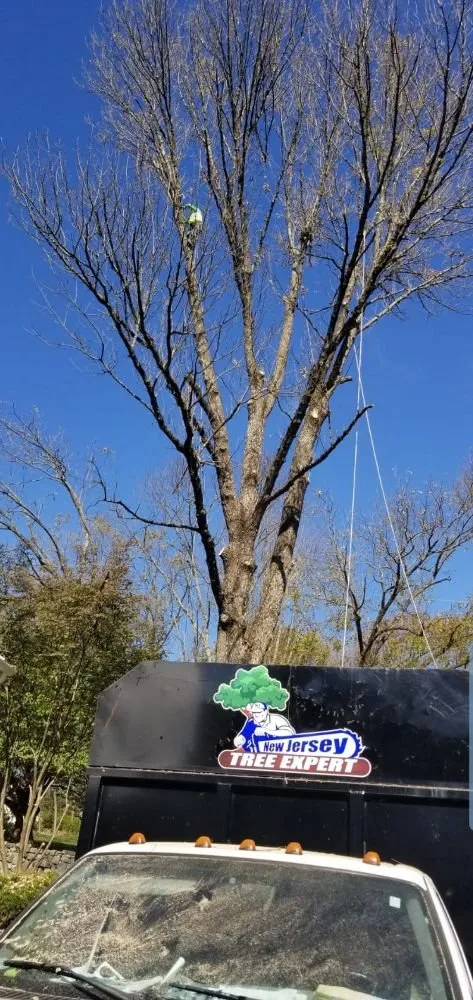 Reliable landscaping services in Bound Brook, NJ - New Jersey Tree Expert