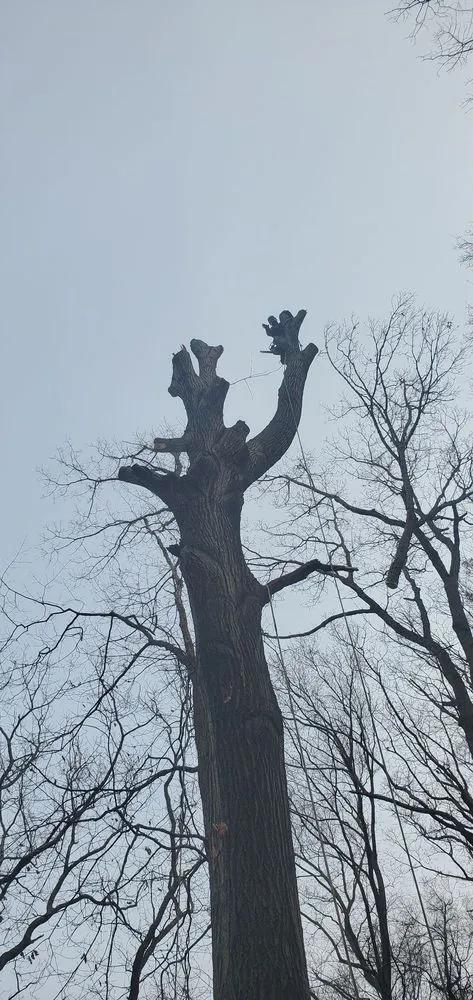 Reliable residential landscaping in Bound Brook, NJ by New Jersey Tree Expert