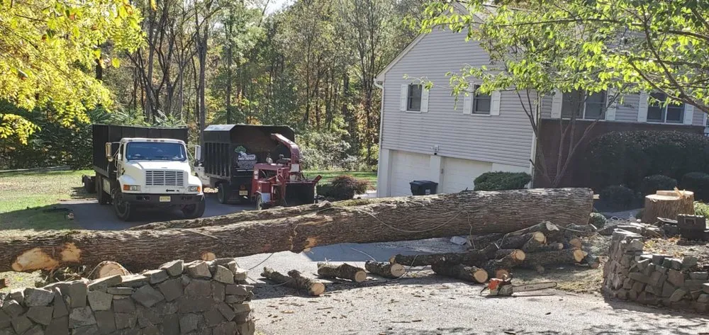 Expert yard cleanup service in Bound Brook, NJ - New Jersey Tree Expert