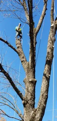 New Jersey Tree Expert Logo