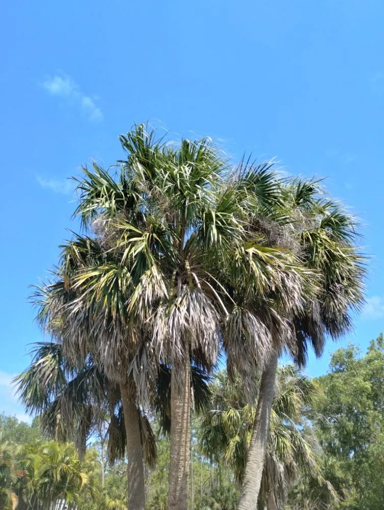 Custom lawn care service with custom design across Fort Myers, FL - New Land Pest Control