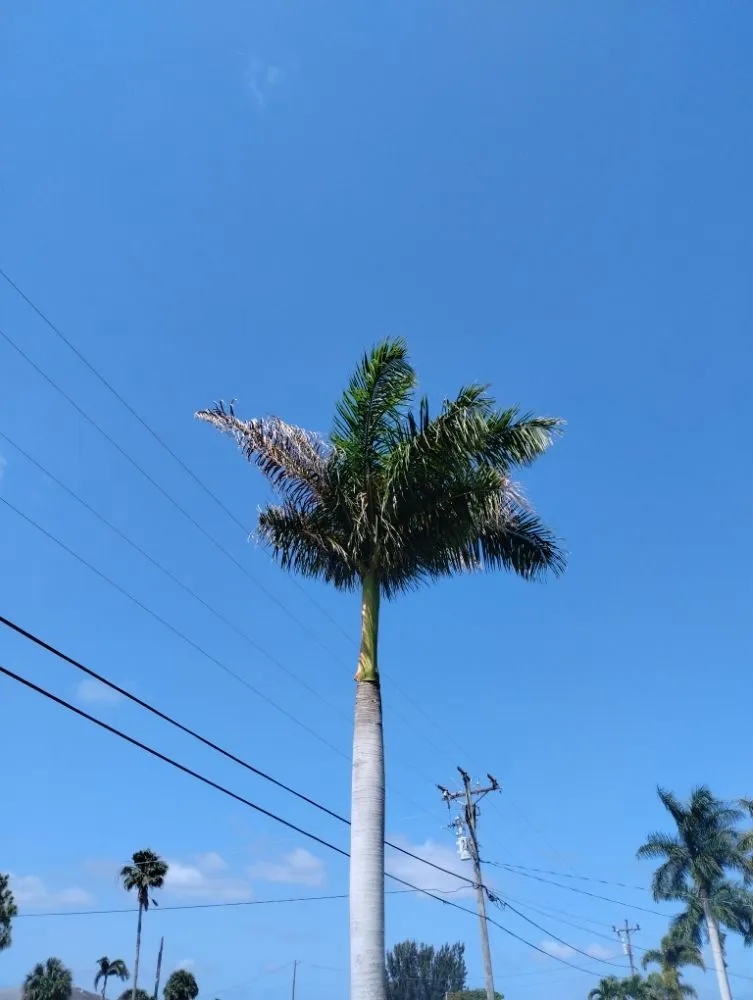 Affordable landscape installation in Fort Myers, FL - New Land Pest Control