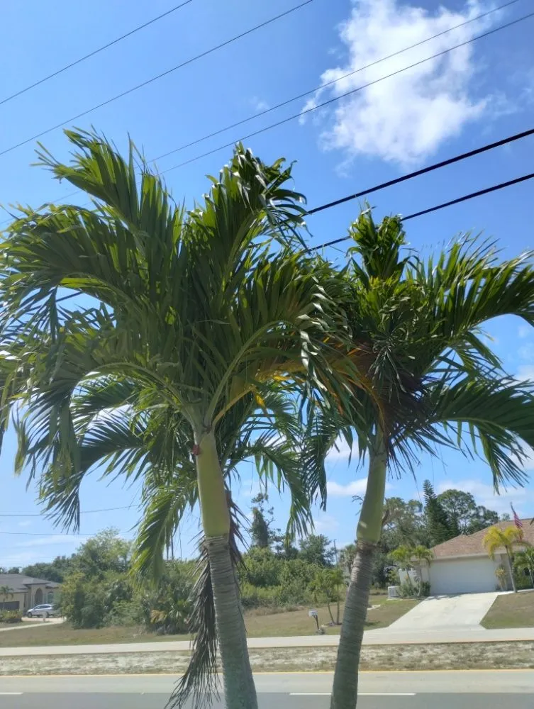 Reliable yard cleanup service in Fort Myers, FL - New Land Pest Control