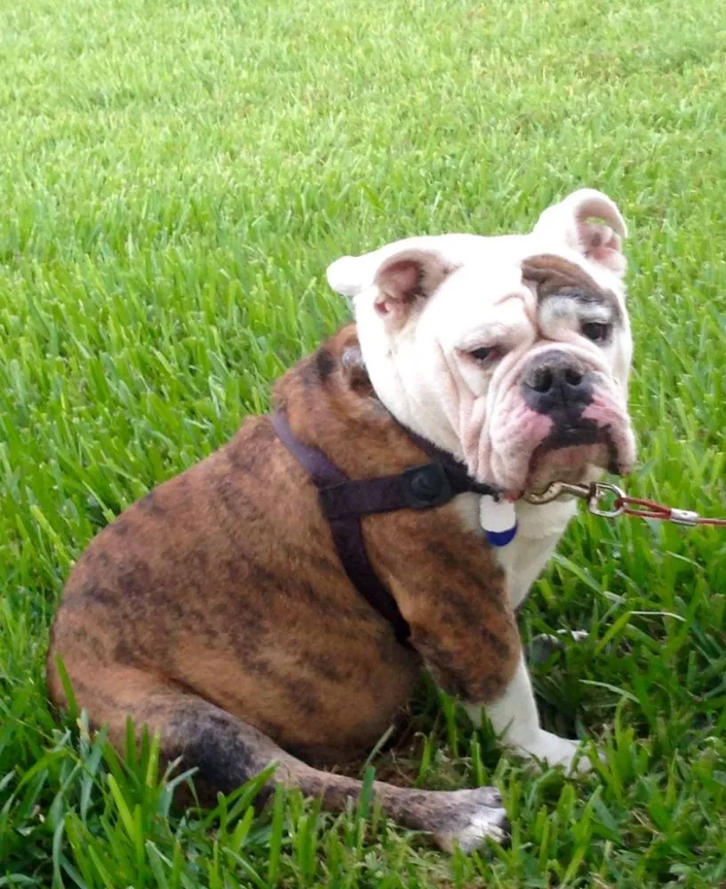 Reliable residential landscaping experts serving Fort Myers, FL - New Land Pest Control