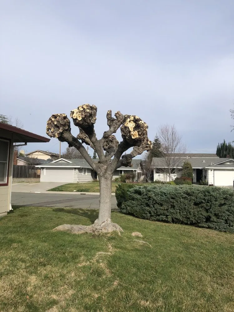 Professional lawn care service for homes across Rancho Cordova, CA - New Landscape & Tree Care