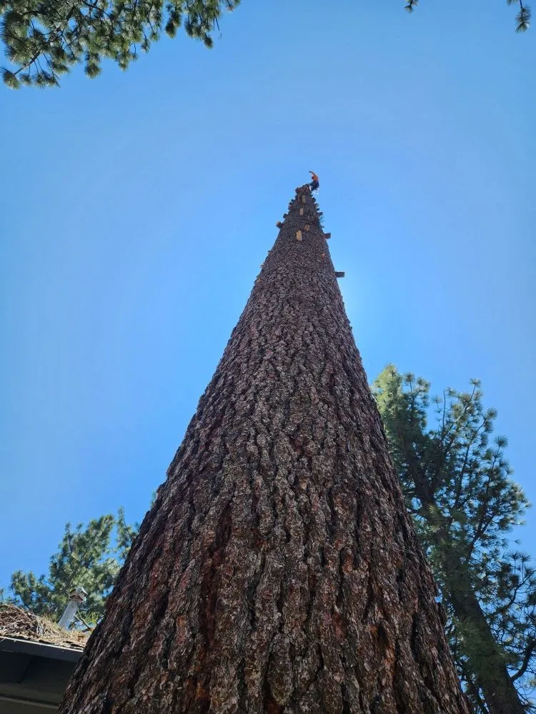 Custom lawn mowing service in Rancho Cordova, CA by New Landscape & Tree Care