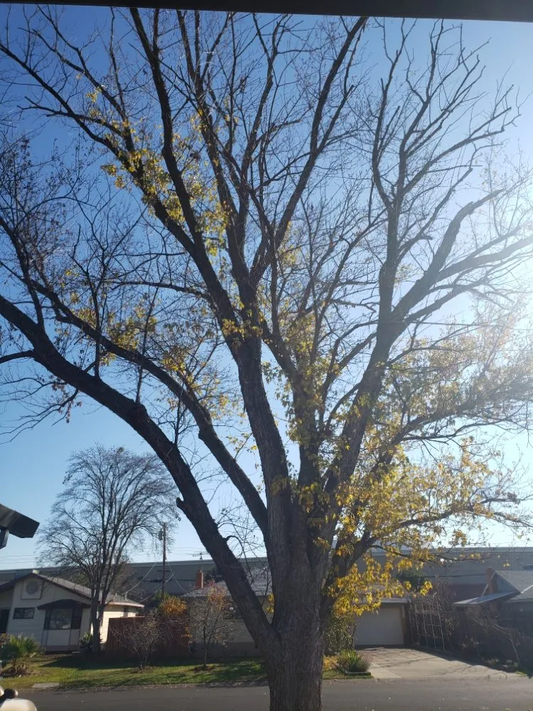 Top-rated outdoor landscaping for outdoor upgrades in Rancho Cordova, CA by New Landscape & Tree Care