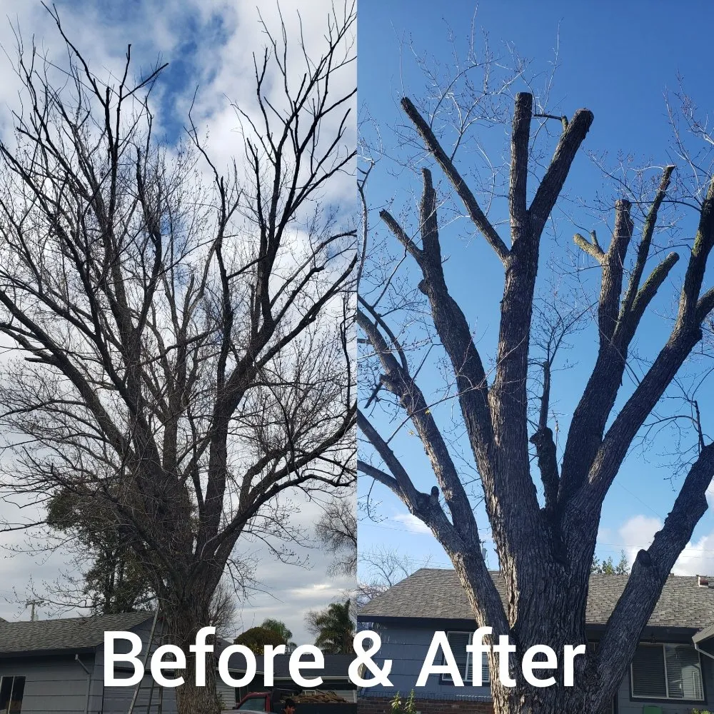 Trusted garden landscaping for year-round maintenance across Rancho Cordova, CA - New Landscape & Tree Care