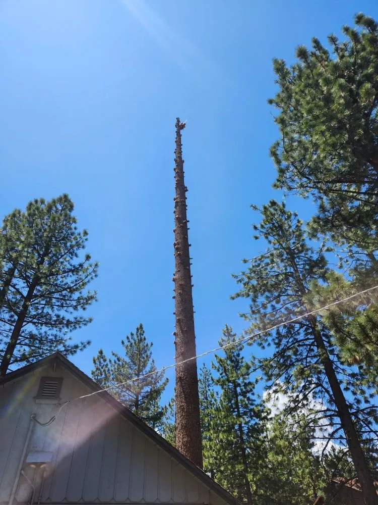 Expert lawn mowing service experts serving Rancho Cordova, CA - New Landscape & Tree Care