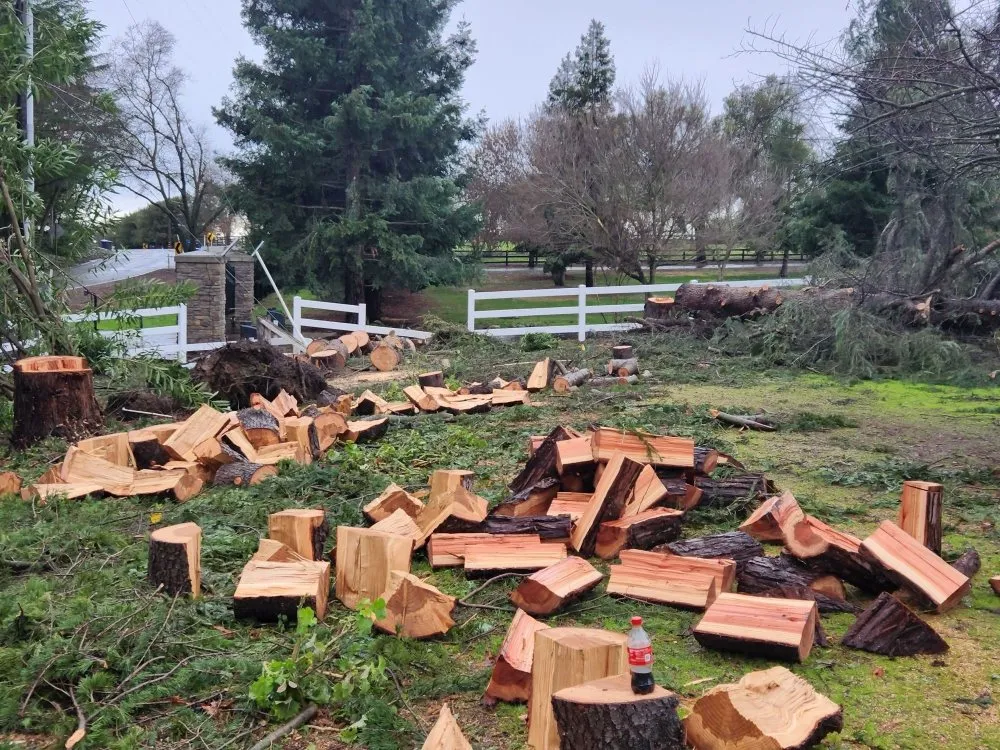 Reliable yard cleanup service in Rancho Cordova, CA - New Landscape & Tree Care