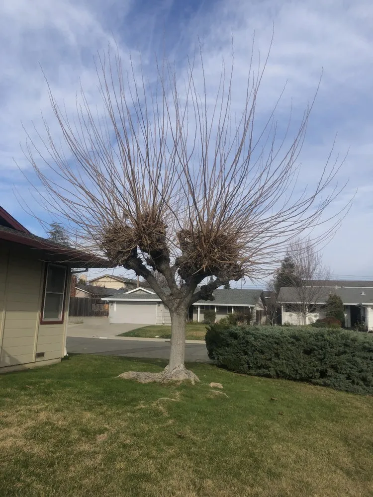 Professional outdoor landscaping for year-round maintenance in Rancho Cordova, CA by New Landscape & Tree Care