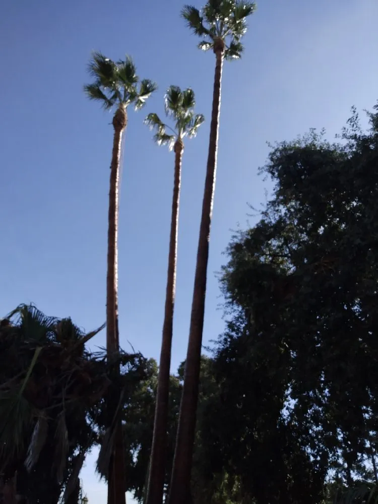 Professional yard maintenance experts serving Rancho Cordova, CA - New Landscape & Tree Care