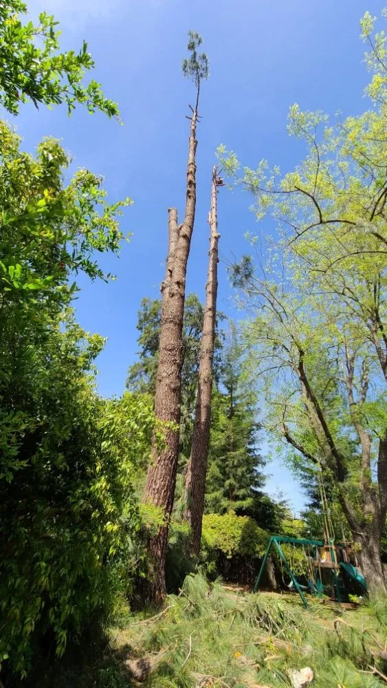 Affordable landscaping services experts serving Rancho Cordova, CA - New Landscape & Tree Care