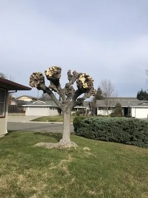 New Landscape & Tree Care Logo