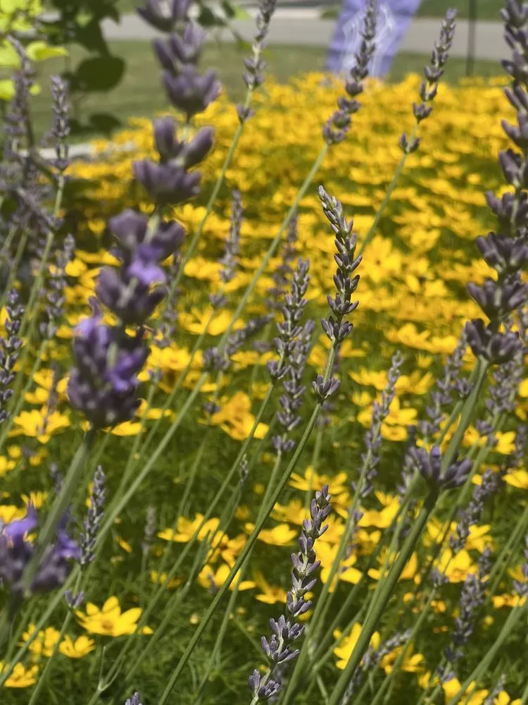 Reliable lawn mowing service for homes in Smithtown, NY by NEW Landscapes