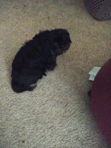 Trusted garden landscaping for outdoor upgrades in Detroit, MI by New Leaf Establishing