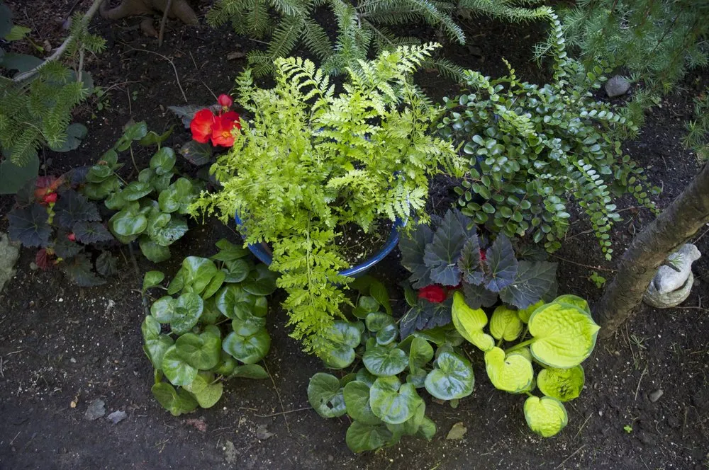 Expert yard maintenance in Bloomington, IN by New Leaf Landscape Consulting