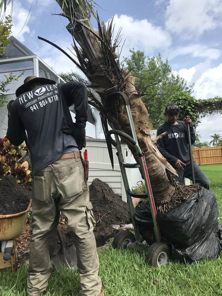 Affordable residential landscaping experts serving Sarasota, FL - New Leaf Landscape Management