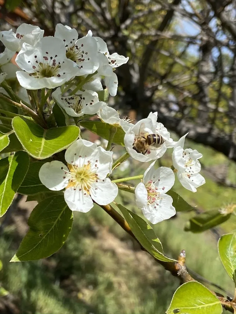 Custom lawn care service experts serving Healdsburg, CA - New Leaf Landscaping
