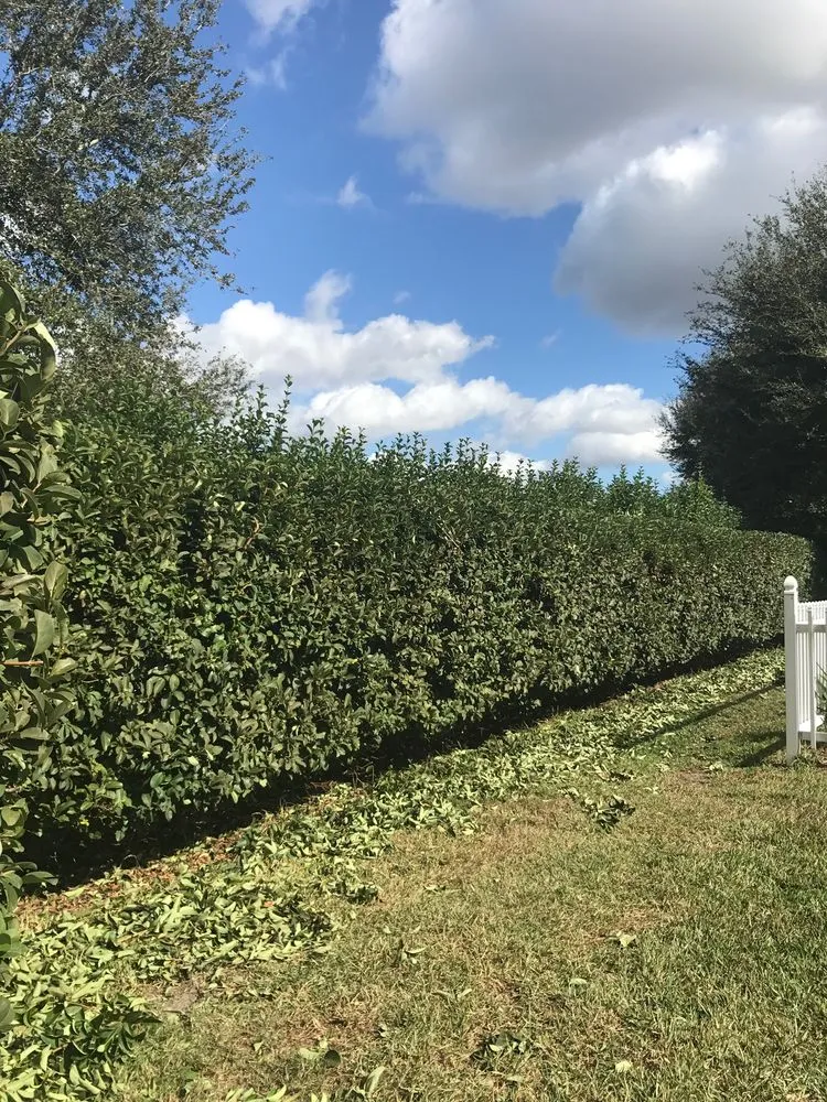 Expert landscape installation in Clermont, FL by New Leaf Lawn and Landscape