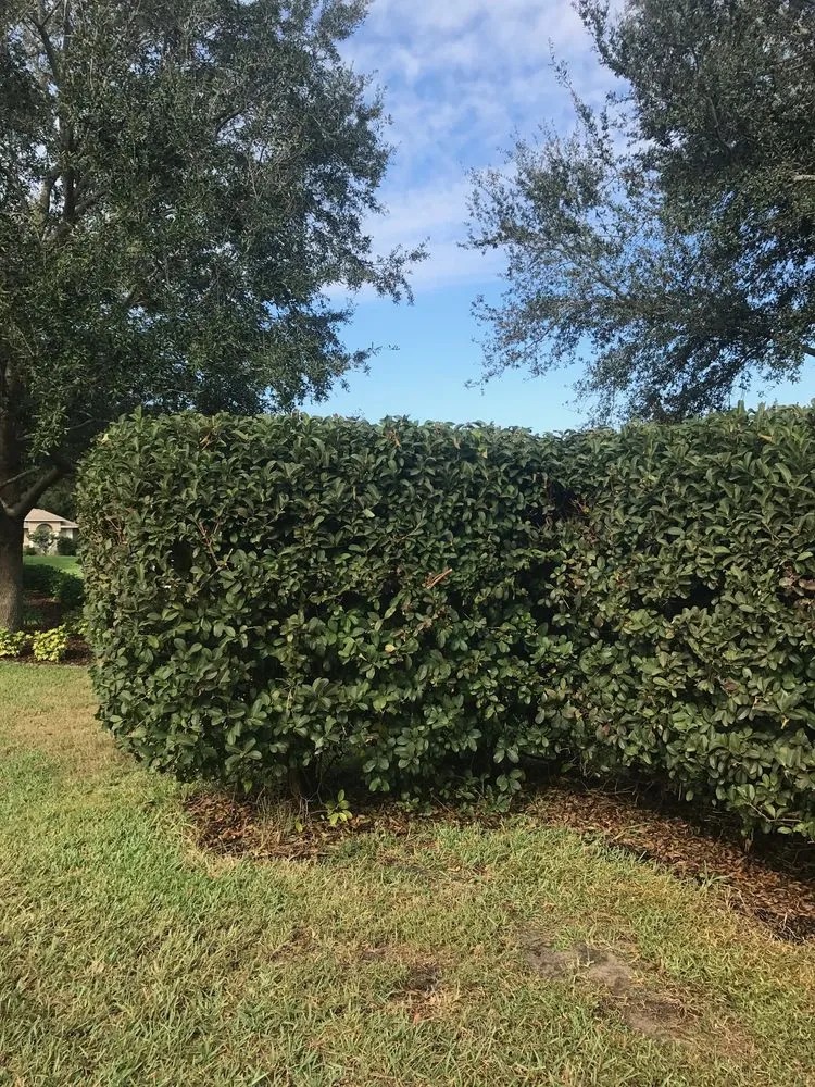 Expert lawn mowing service in Clermont, FL by New Leaf Lawn and Landscape