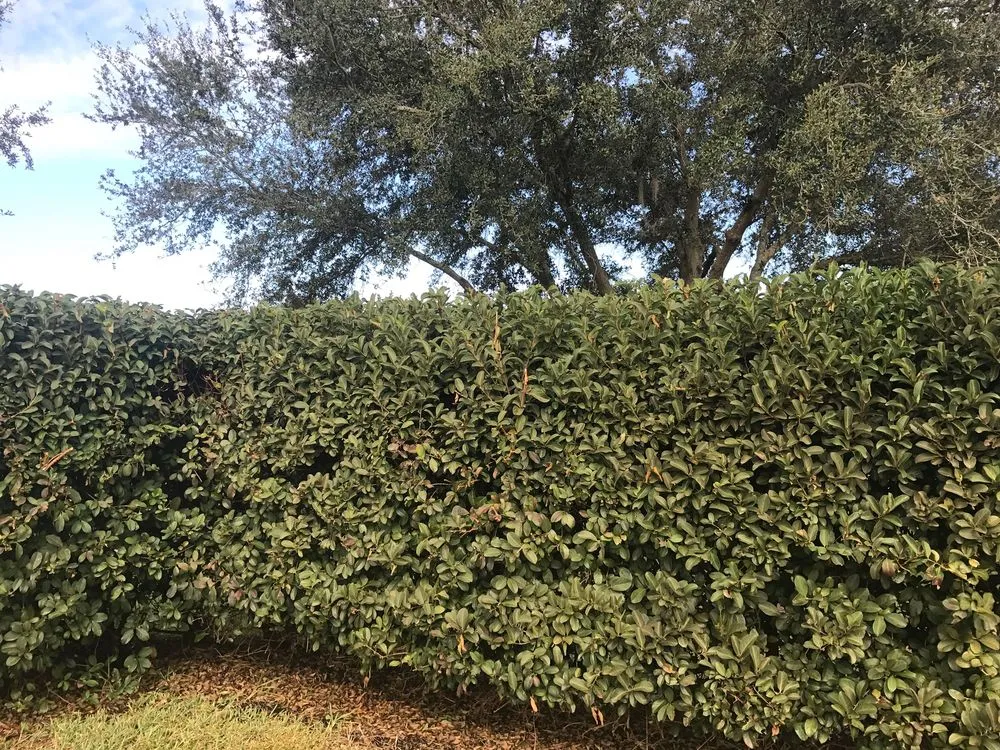 Custom landscape design experts serving Clermont, FL - New Leaf Lawn and Landscape