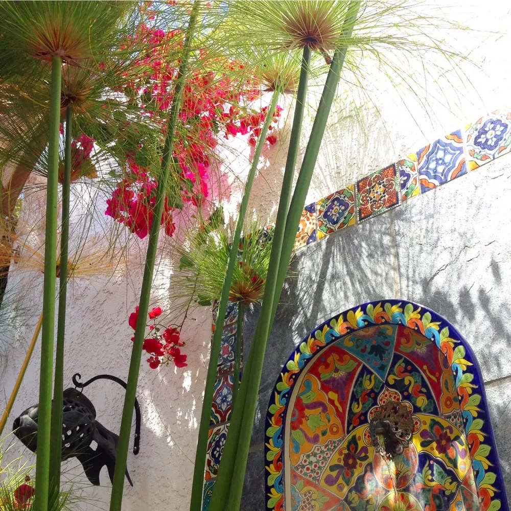 Expert yard cleanup service for residential properties across Long Beach, CA - New Leaf