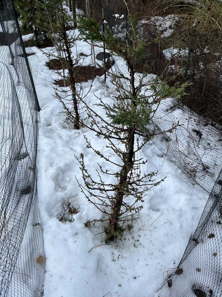 Reliable garden landscaping experts serving Hayden, ID - New Leaf Nursery