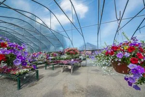 Trusted lawn mowing service for outdoor upgrades in Hayden, ID by New Leaf Nursery