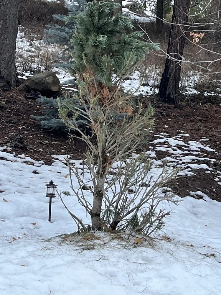 Expert garden landscaping for year-round maintenance in Hayden, ID by New Leaf Nursery