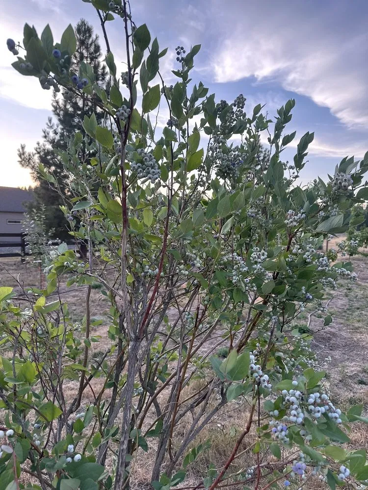 Top-rated landscape design for homes in Hayden, ID by New Leaf Nursery