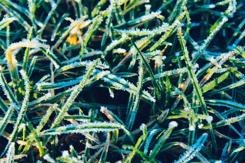 Trusted lawn care service in South St Paul, MN by New Leaf Outdoor Services