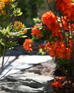 Professional lawn care service in Hillsboro, OR - New Life Landscape