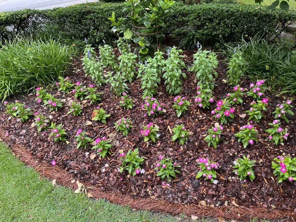Reliable lawn care service in Norcross, GA by New Life Landscapes
