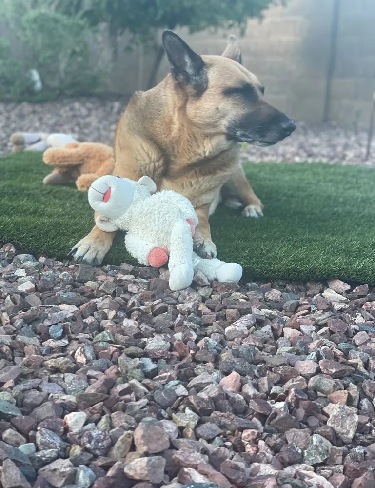 Reliable lawn care service in Prescott Valley, AZ by New Life Landscapes