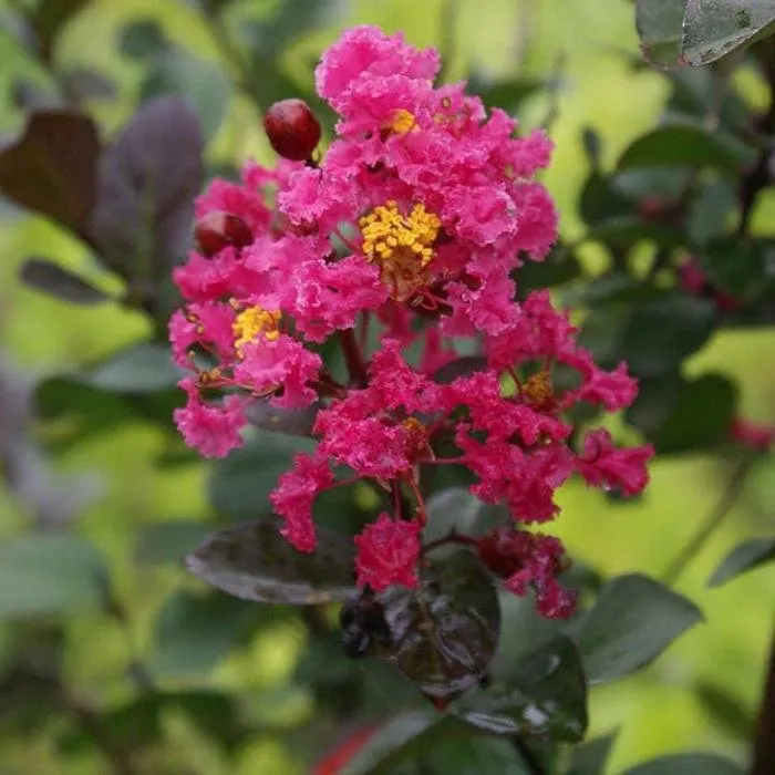 Trusted yard maintenance in Seaford, DE by New Life Landscaping