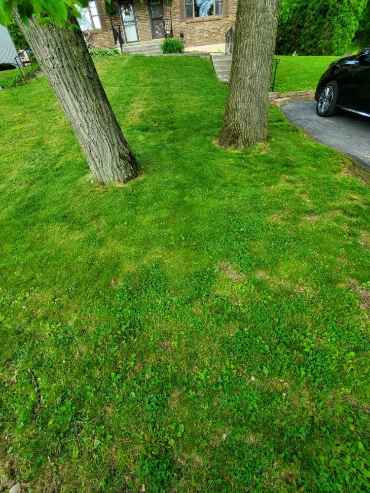 Custom yard cleanup service in Temple, PA by New life Lawn Care