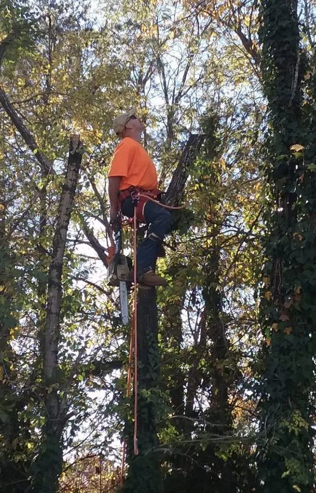 Expert yard maintenance for homes in Marietta, SC by New Life Tree Service