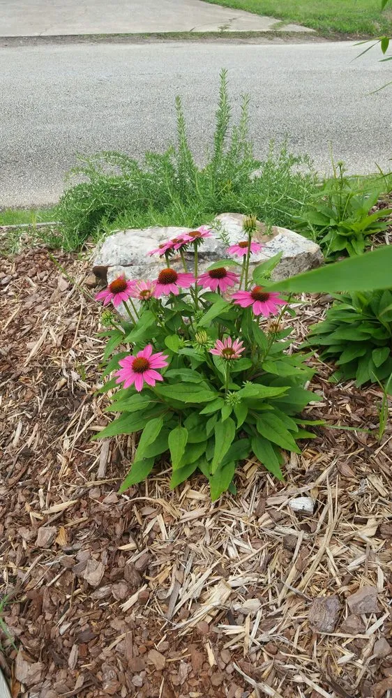 Custom garden landscaping for year-round maintenance in Longview, TX by New Orleans Gardens Landscaping