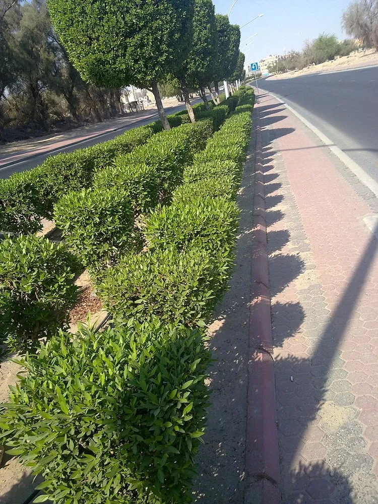 Reliable landscape installation for outdoor upgrades in New Orleans, LA by New Orleans Landscaping