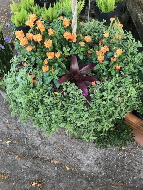 Reliable landscape installation in Bradenton, FL by New Roots Landscape Design