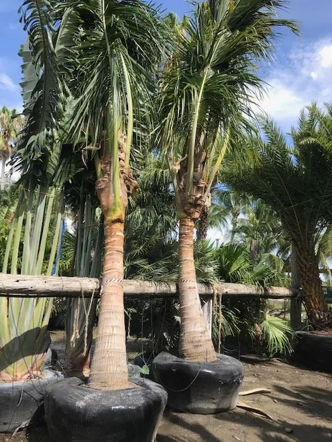 Local landscaping services for beautiful yards in Bradenton, FL by New Roots Landscape Design