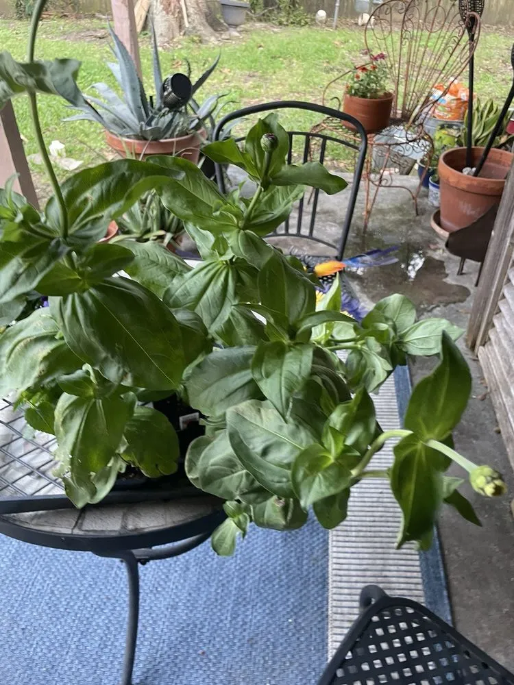 Trusted garden landscaping in Houston, TX by New Roots Landscaping