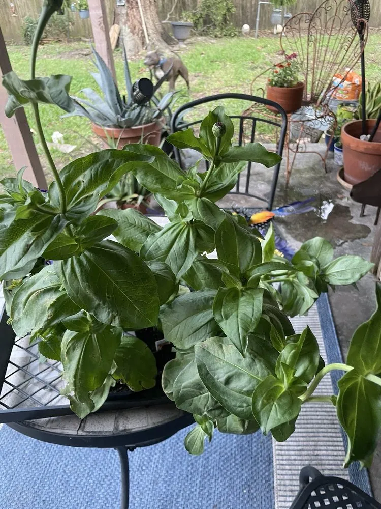 Top-rated yard maintenance for residential properties in Houston, TX by New Roots Landscaping