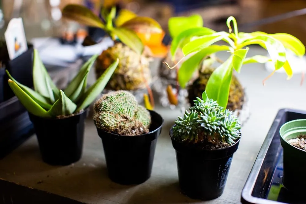 Reliable landscape design in Houston, TX by New Roots Landscaping